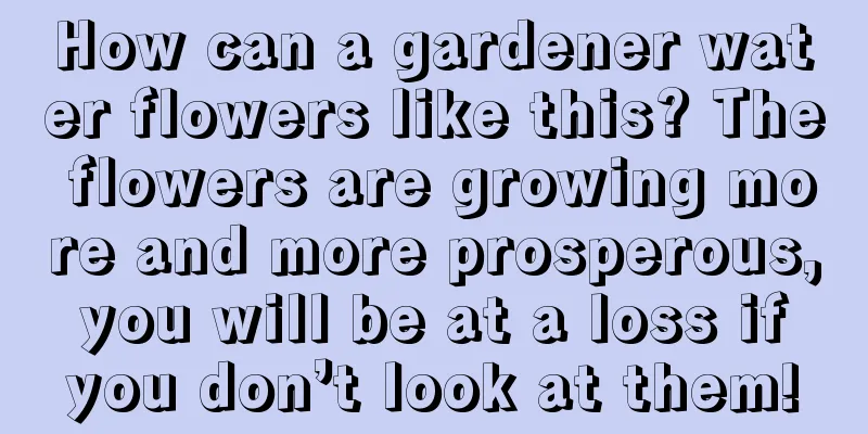 How can a gardener water flowers like this? The flowers are growing more and more prosperous, you will be at a loss if you don’t look at them!