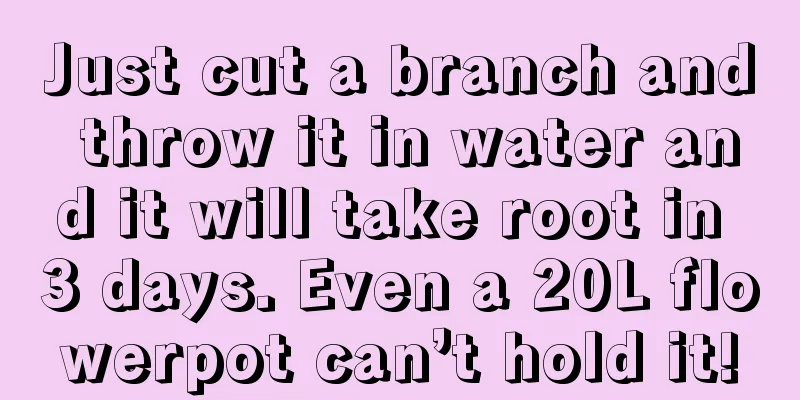 Just cut a branch and throw it in water and it will take root in 3 days. Even a 20L flowerpot can’t hold it!