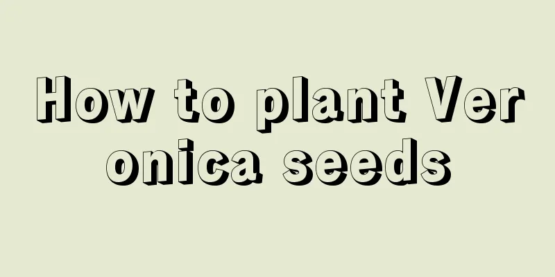 How to plant Veronica seeds