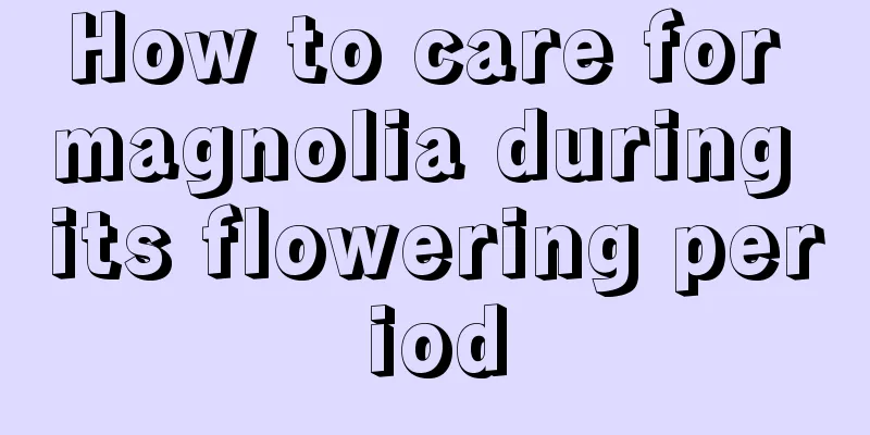 How to care for magnolia during its flowering period