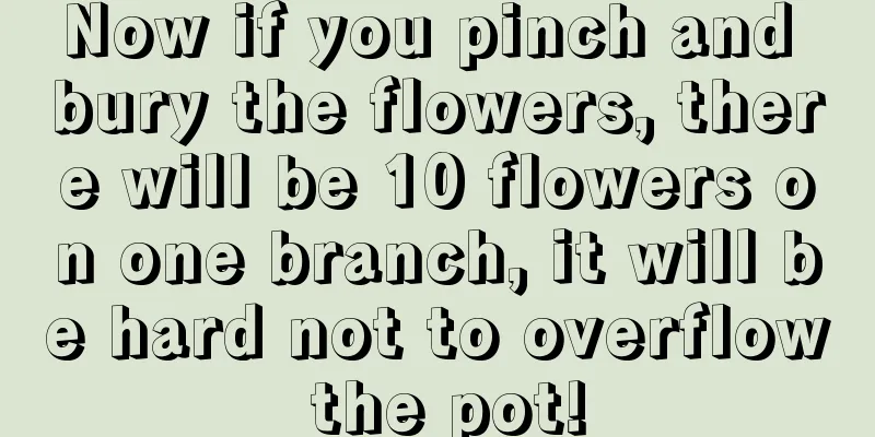 Now if you pinch and bury the flowers, there will be 10 flowers on one branch, it will be hard not to overflow the pot!