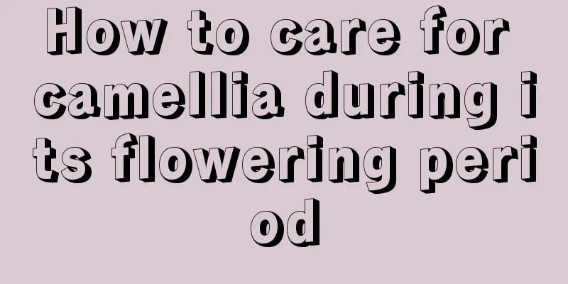 How to care for camellia during its flowering period