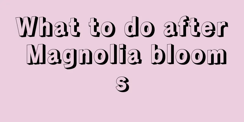 What to do after Magnolia blooms