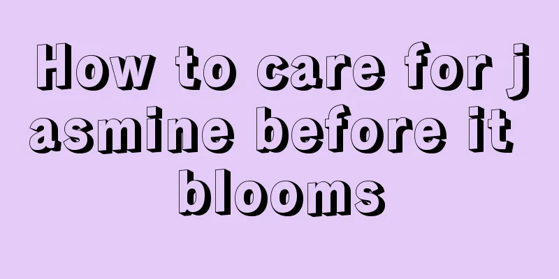 How to care for jasmine before it blooms