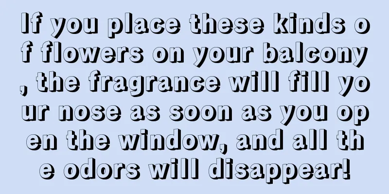 If you place these kinds of flowers on your balcony, the fragrance will fill your nose as soon as you open the window, and all the odors will disappear!