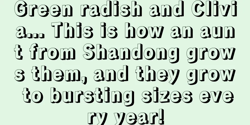Green radish and Clivia... This is how an aunt from Shandong grows them, and they grow to bursting sizes every year!