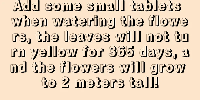 Add some small tablets when watering the flowers, the leaves will not turn yellow for 365 days, and the flowers will grow to 2 meters tall!