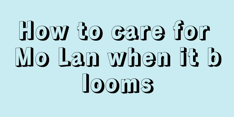 How to care for Mo Lan when it blooms