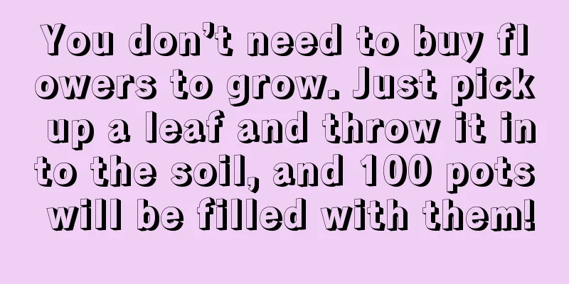 You don’t need to buy flowers to grow. Just pick up a leaf and throw it into the soil, and 100 pots will be filled with them!