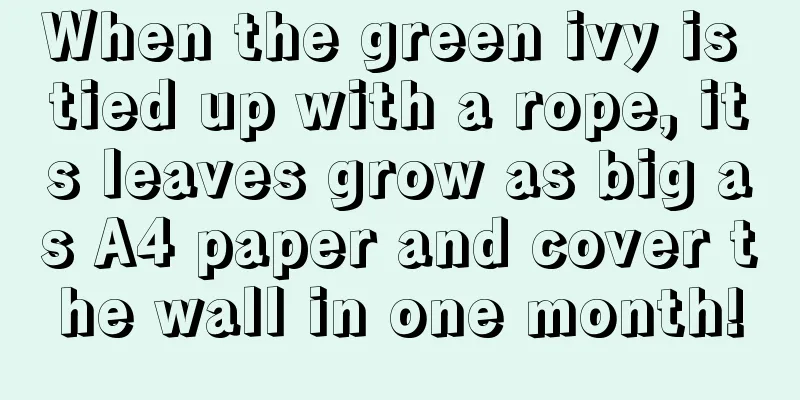 When the green ivy is tied up with a rope, its leaves grow as big as A4 paper and cover the wall in one month!