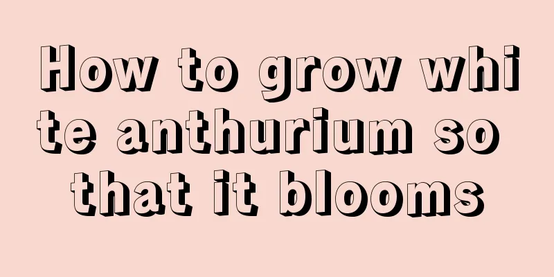 How to grow white anthurium so that it blooms