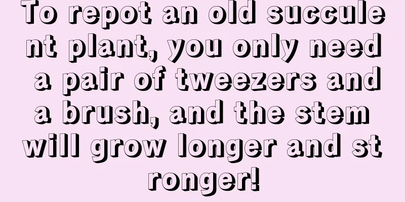 To repot an old succulent plant, you only need a pair of tweezers and a brush, and the stem will grow longer and stronger!