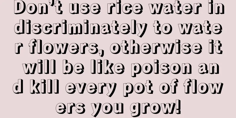 Don’t use rice water indiscriminately to water flowers, otherwise it will be like poison and kill every pot of flowers you grow!