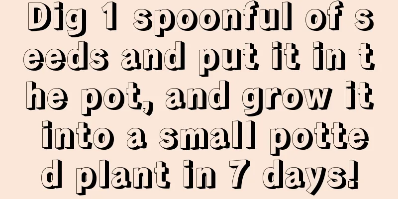 Dig 1 spoonful of seeds and put it in the pot, and grow it into a small potted plant in 7 days!