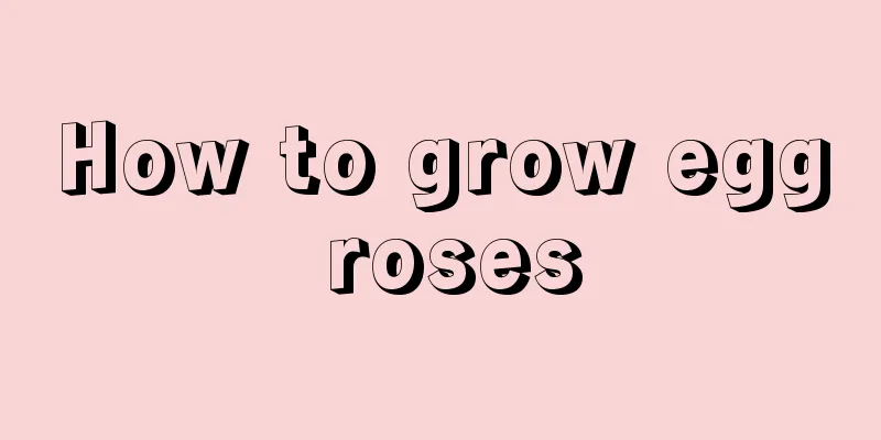 How to grow egg roses