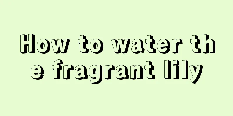 How to water the fragrant lily