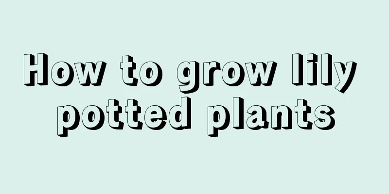 How to grow lily potted plants