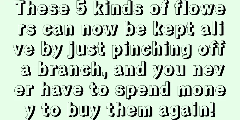 These 5 kinds of flowers can now be kept alive by just pinching off a branch, and you never have to spend money to buy them again!