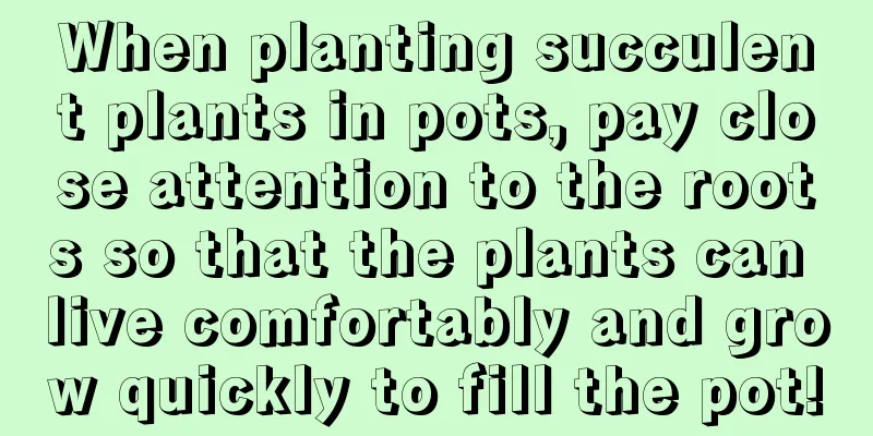 When planting succulent plants in pots, pay close attention to the roots so that the plants can live comfortably and grow quickly to fill the pot!