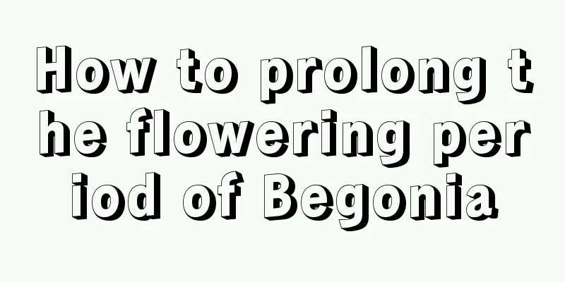 How to prolong the flowering period of Begonia