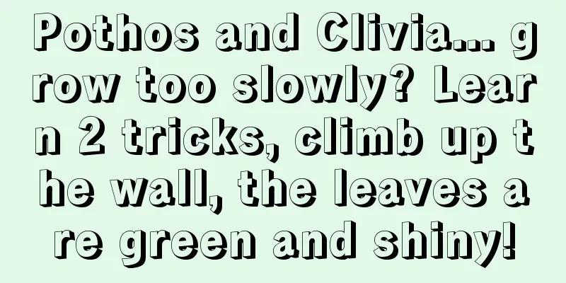 Pothos and Clivia... grow too slowly? Learn 2 tricks, climb up the wall, the leaves are green and shiny!