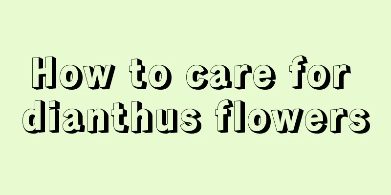 How to care for dianthus flowers