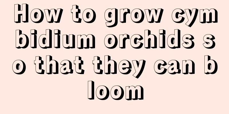 How to grow cymbidium orchids so that they can bloom