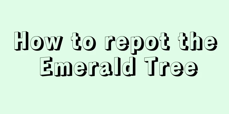 How to repot the Emerald Tree