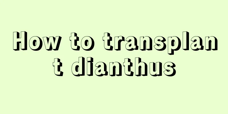 How to transplant dianthus