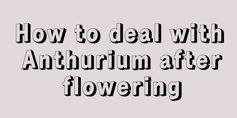 How to deal with Anthurium after flowering