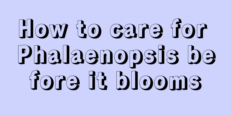 How to care for Phalaenopsis before it blooms