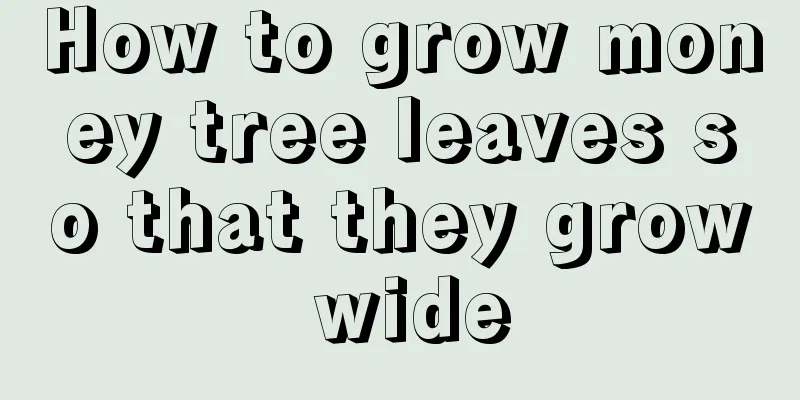 How to grow money tree leaves so that they grow wide