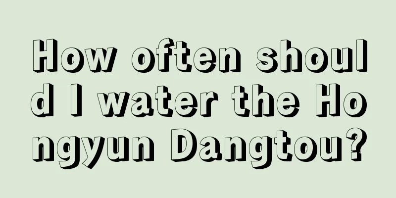 How often should I water the Hongyun Dangtou?