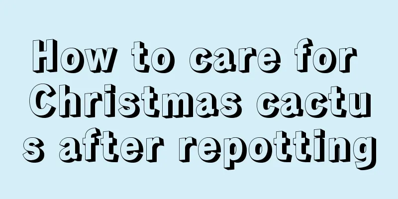 How to care for Christmas cactus after repotting