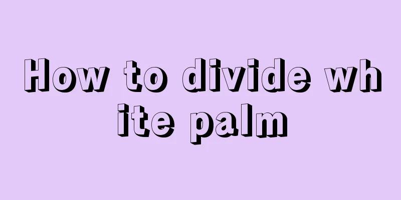 How to divide white palm