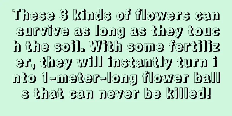 These 3 kinds of flowers can survive as long as they touch the soil. With some fertilizer, they will instantly turn into 1-meter-long flower balls that can never be killed!