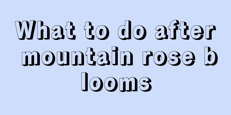 What to do after mountain rose blooms