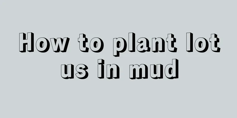 How to plant lotus in mud