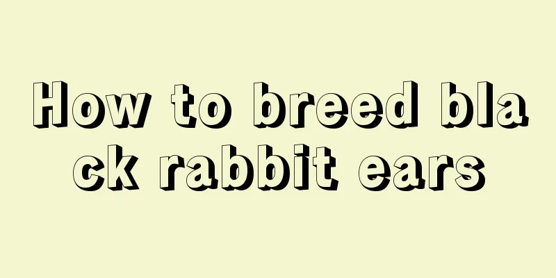 How to breed black rabbit ears