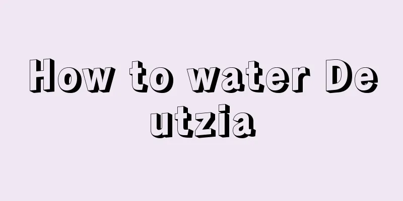 How to water Deutzia