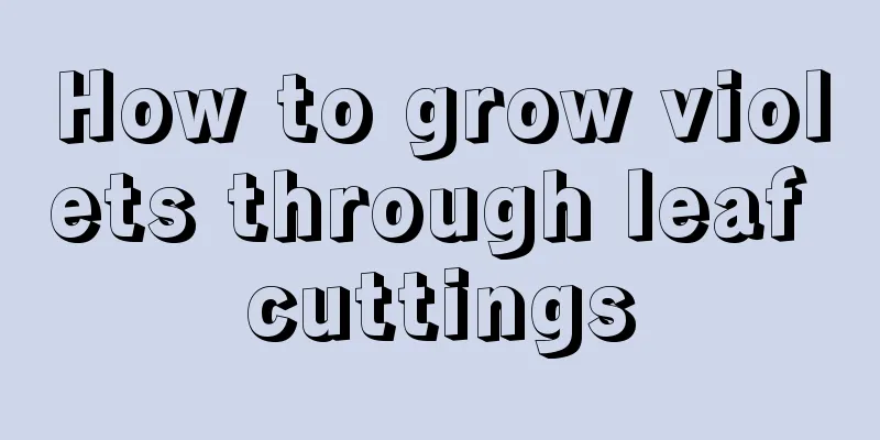 How to grow violets through leaf cuttings