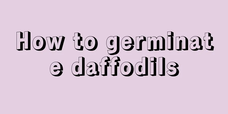 How to germinate daffodils