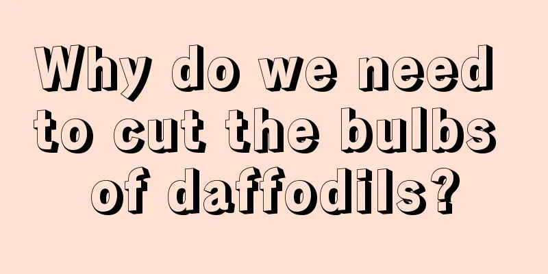 Why do we need to cut the bulbs of daffodils?