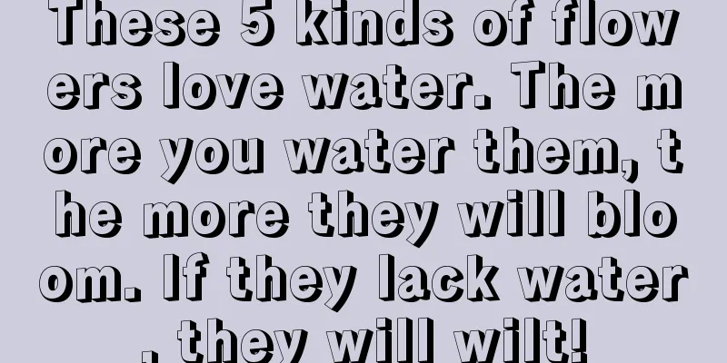 These 5 kinds of flowers love water. The more you water them, the more they will bloom. If they lack water, they will wilt!