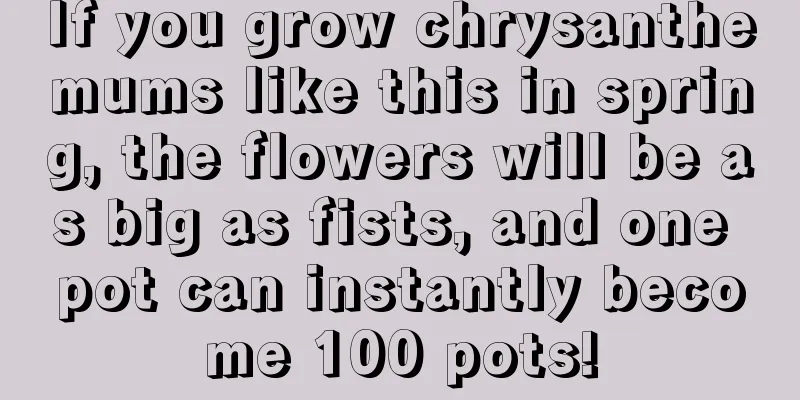 If you grow chrysanthemums like this in spring, the flowers will be as big as fists, and one pot can instantly become 100 pots!