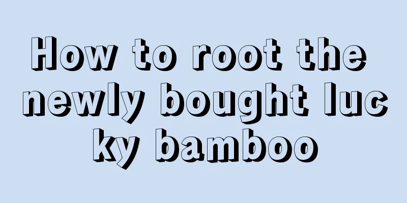 How to root the newly bought lucky bamboo