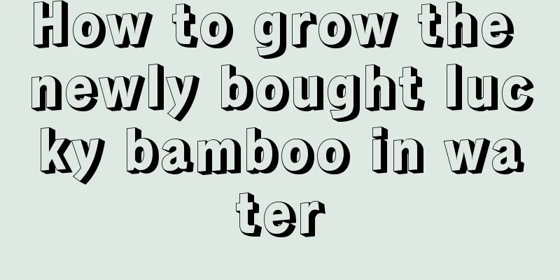 How to grow the newly bought lucky bamboo in water