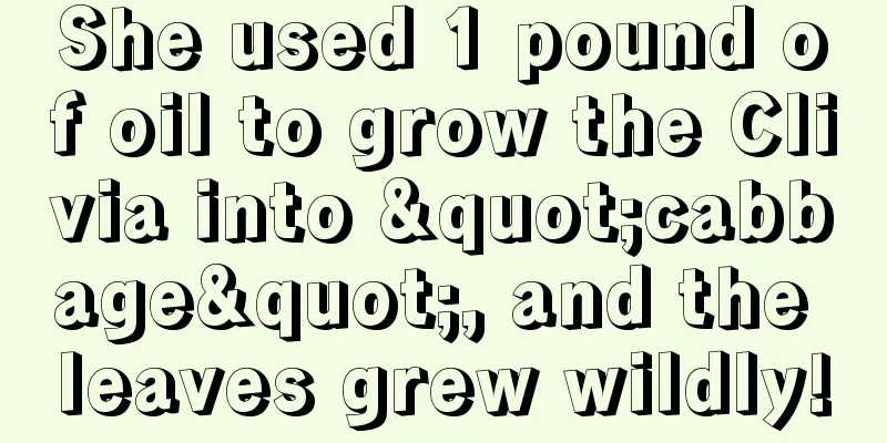 She used 1 pound of oil to grow the Clivia into "cabbage", and the leaves grew wildly!