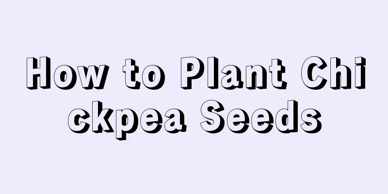 How to Plant Chickpea Seeds