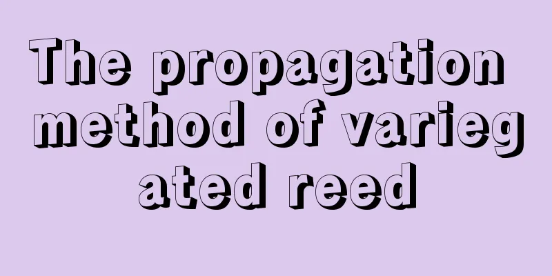 The propagation method of variegated reed